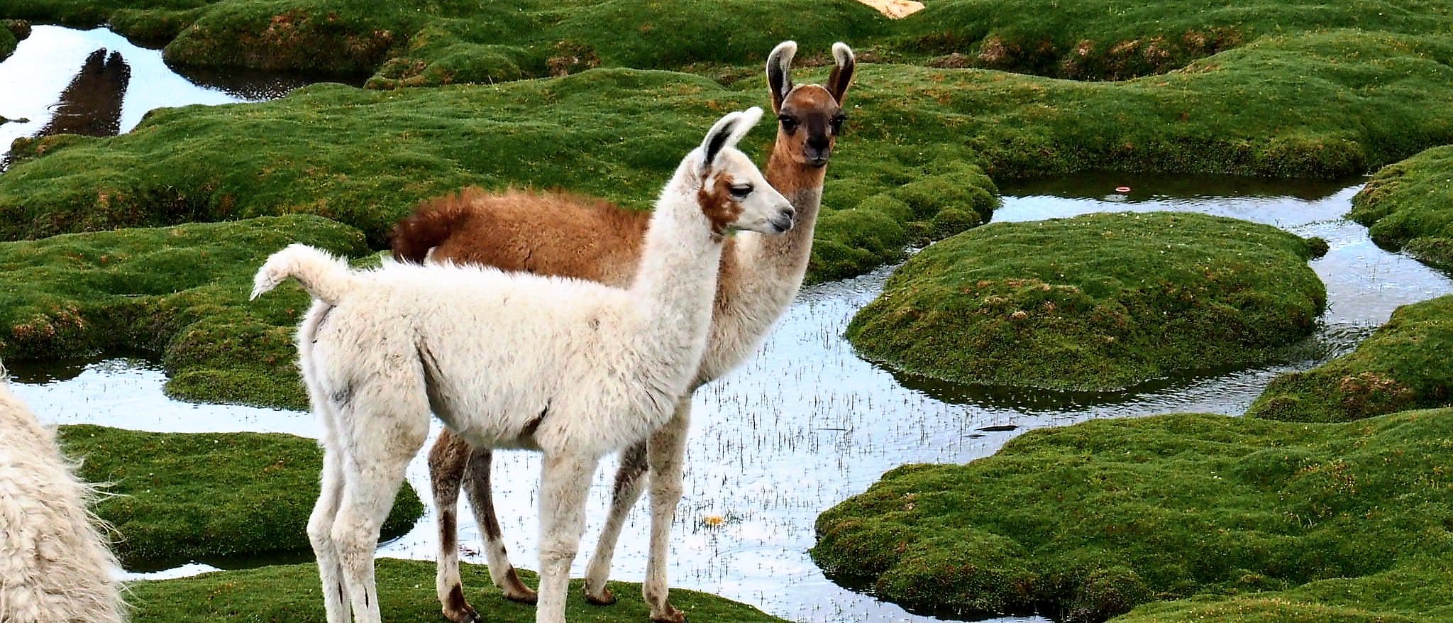 From the trip: Colca Valley, Peru