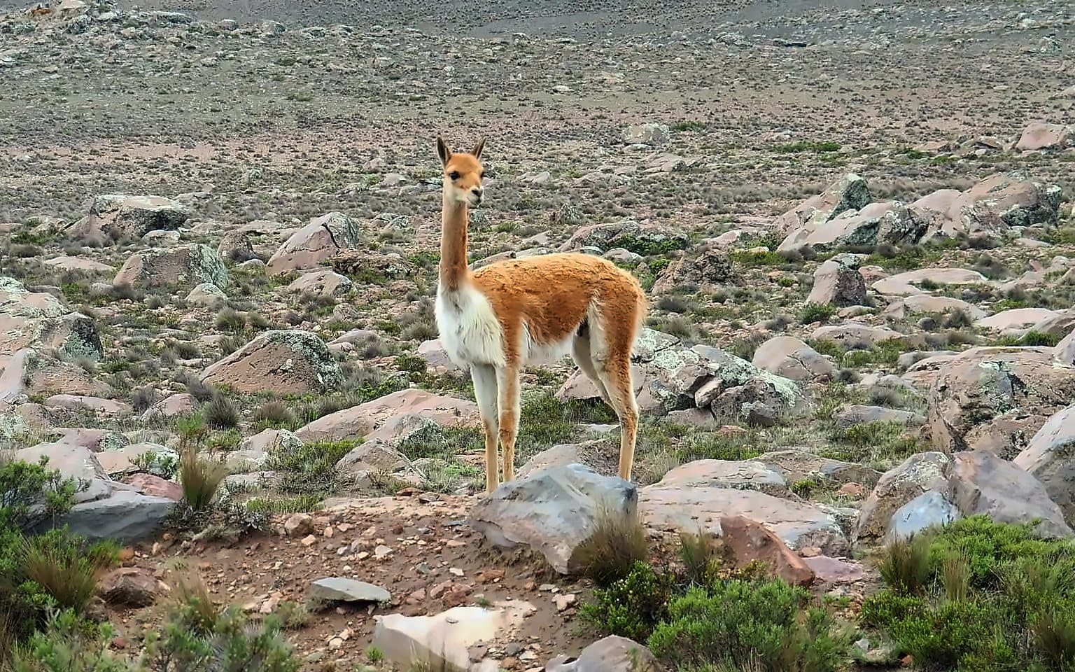 From the trip: Colca Valley, Peru