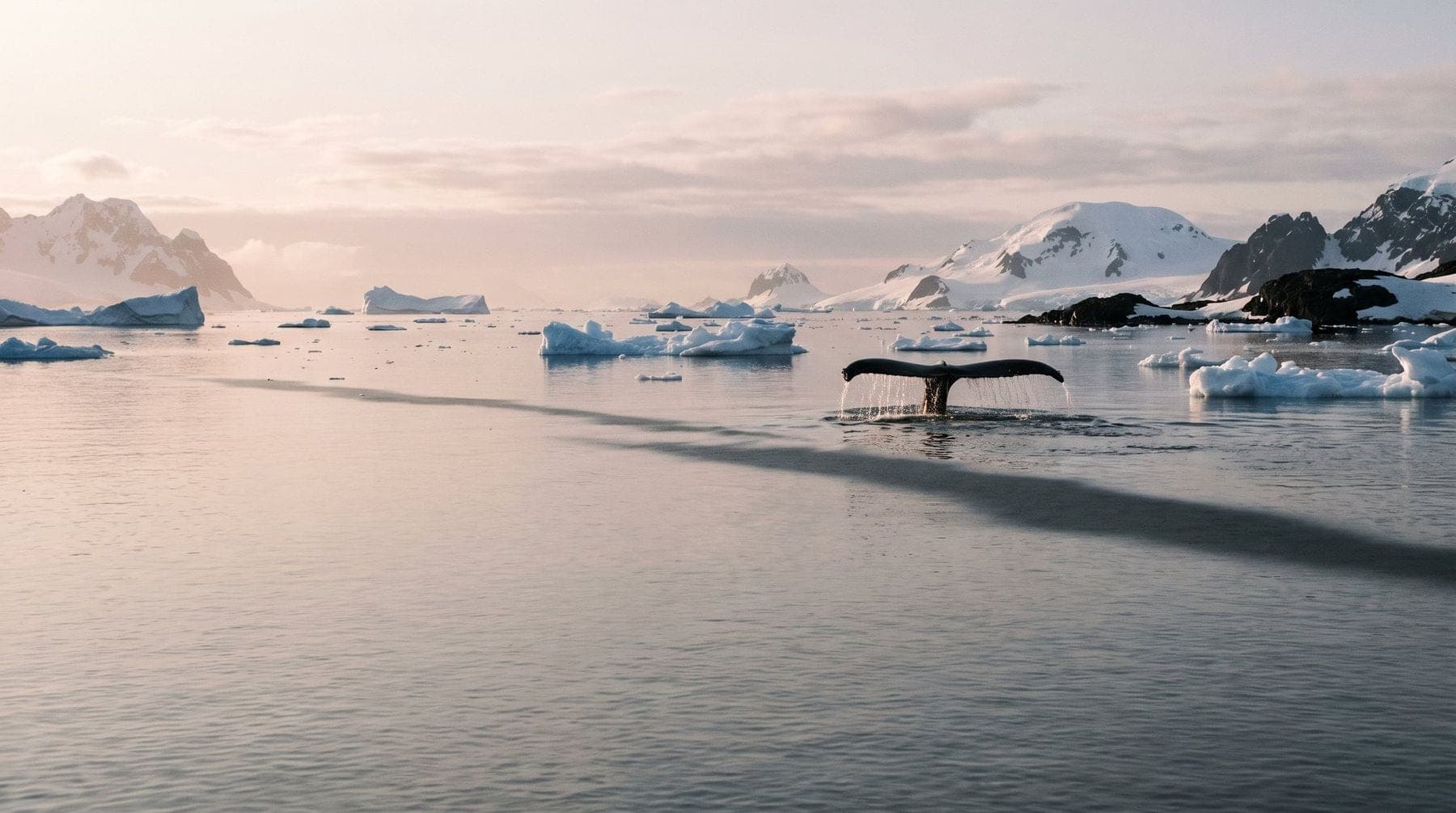 A humpback whale raising its tail among icebergs in soft evening light