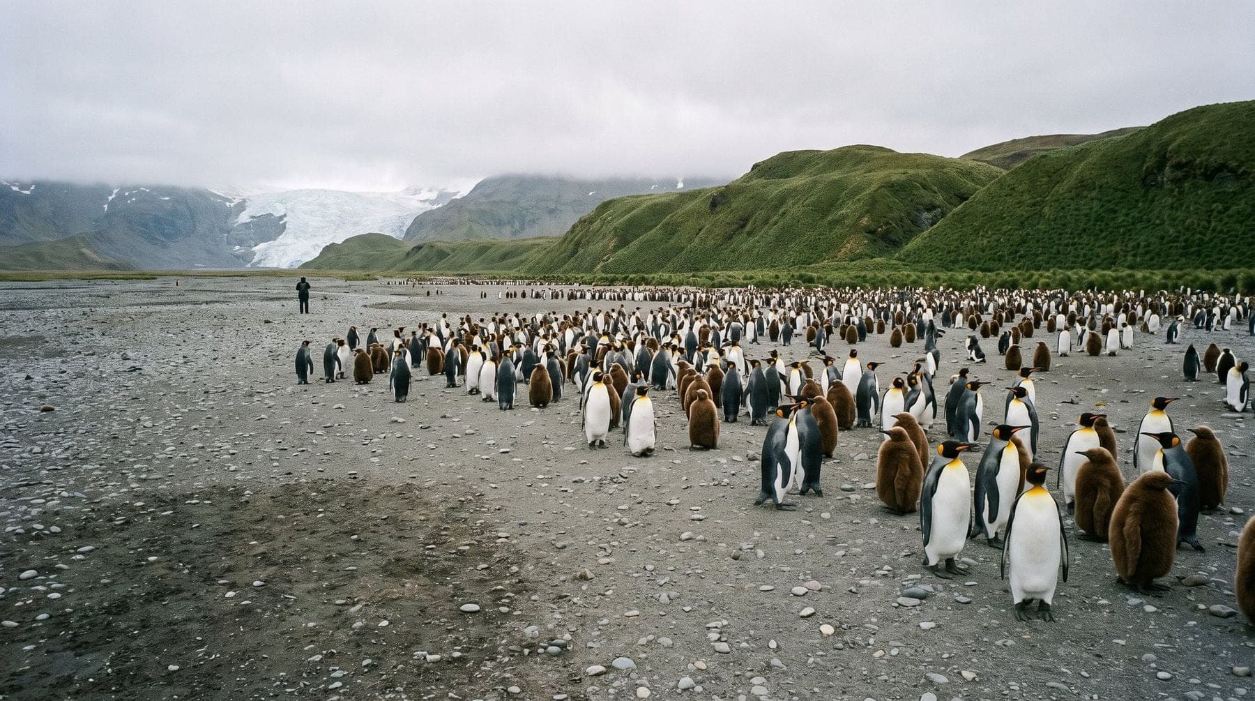 King penguins and brown chicks on the grey plain at Salisbury Plain, green tussock hills and a glacier behind