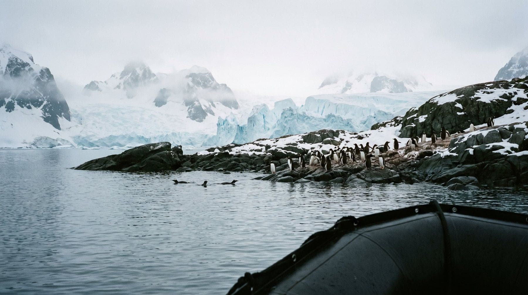 A gentoo penguin colony on a snowy rocky shore, seen from a Zodiac off the Antarctic Peninsula