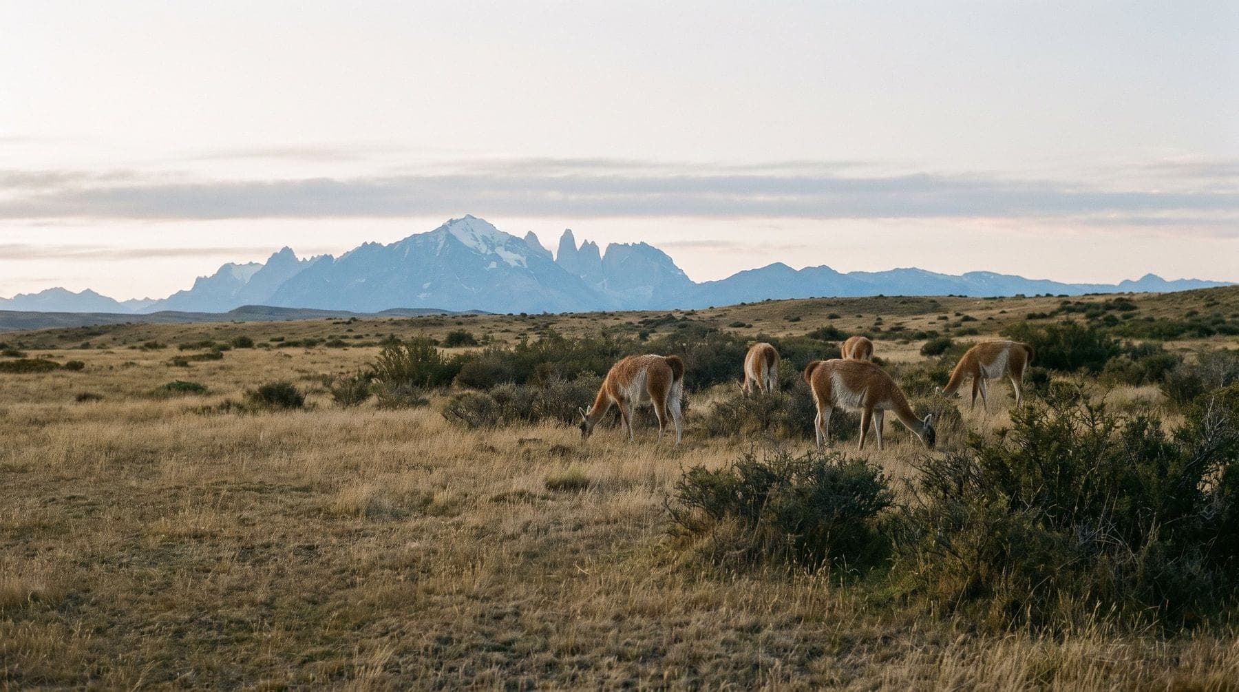 Guanacos grazing on the Patagonian steppe near Torres del Paine
