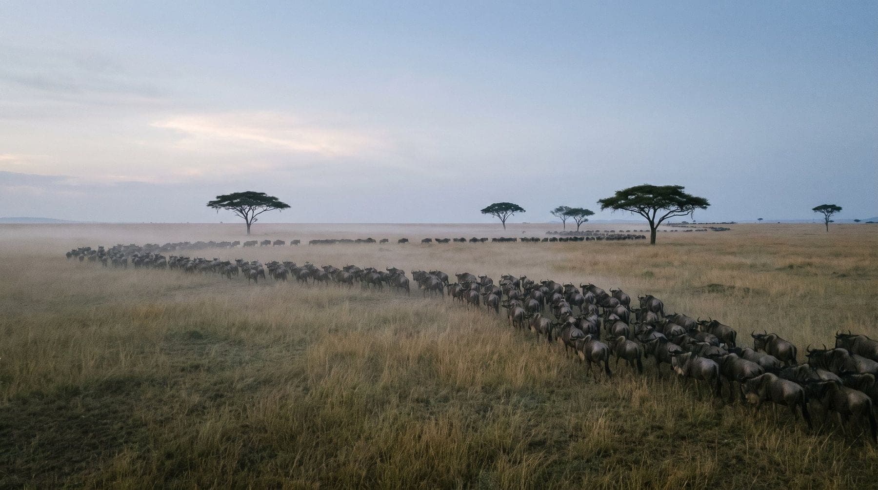 Wildebeest crossing open grassland at dawn in the western Serengeti