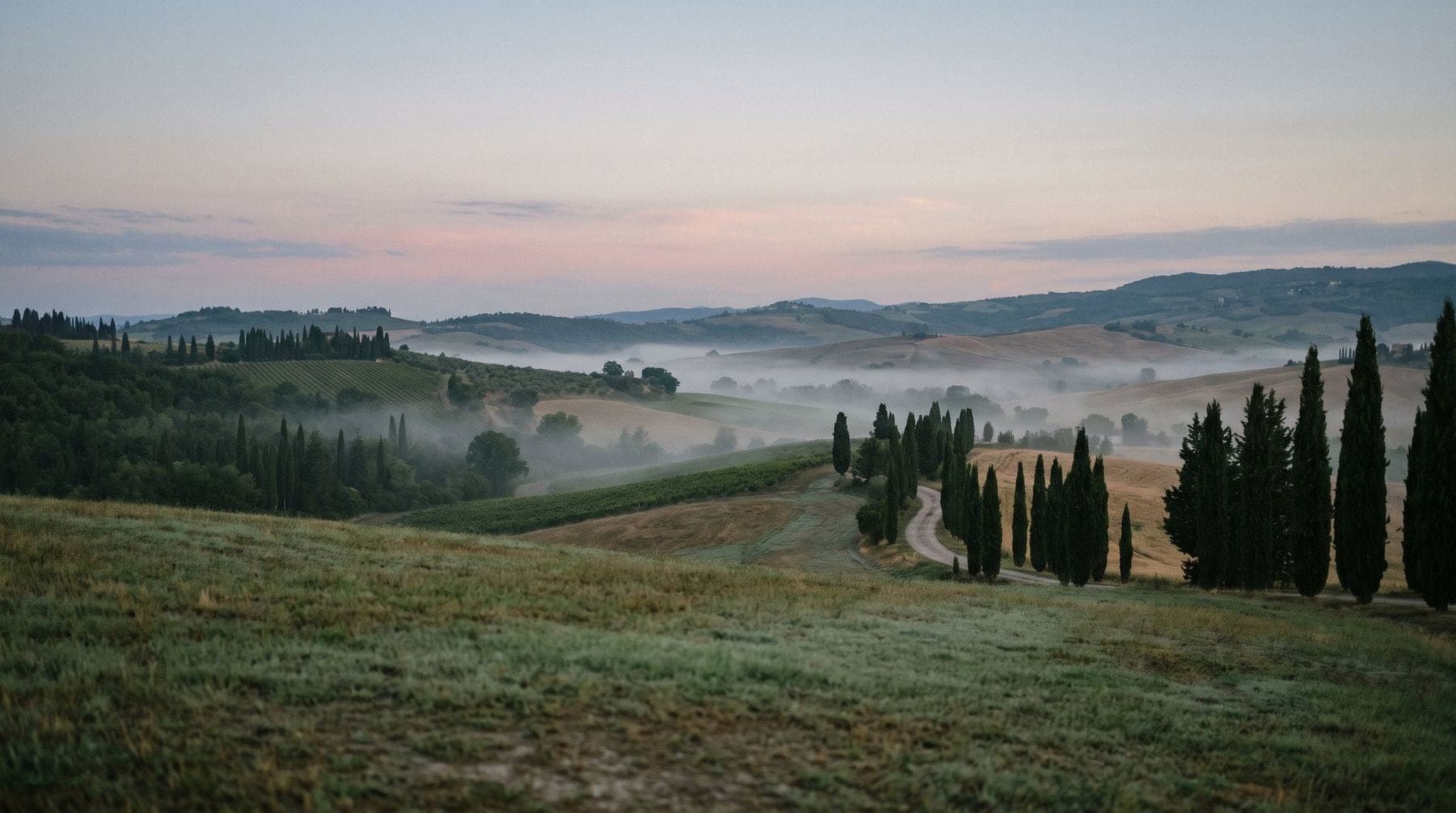 Cypress trees and rolling hills in morning mist in the Val d'Orcia, Tuscany