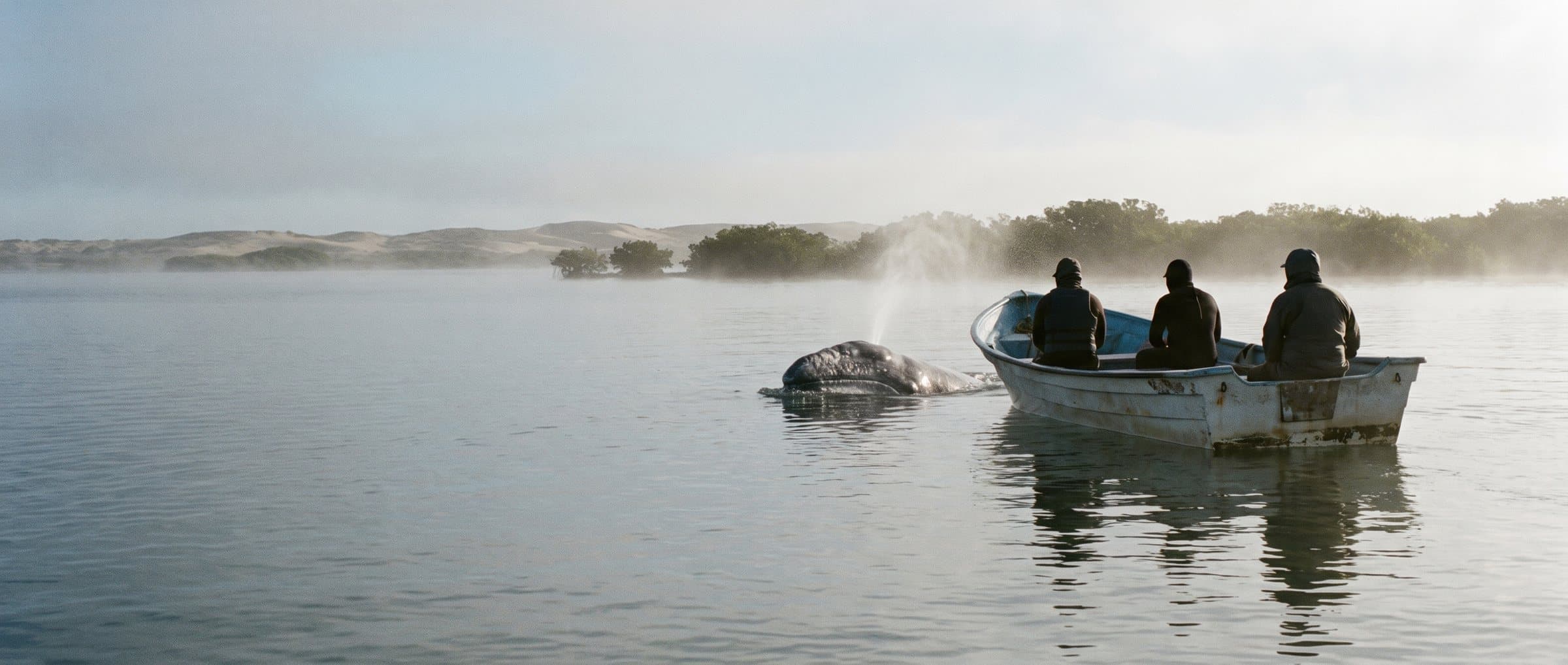 A grey whale surfacing beside a small open boat with three people seen from behind, calm lagoon water and low dunes beyond