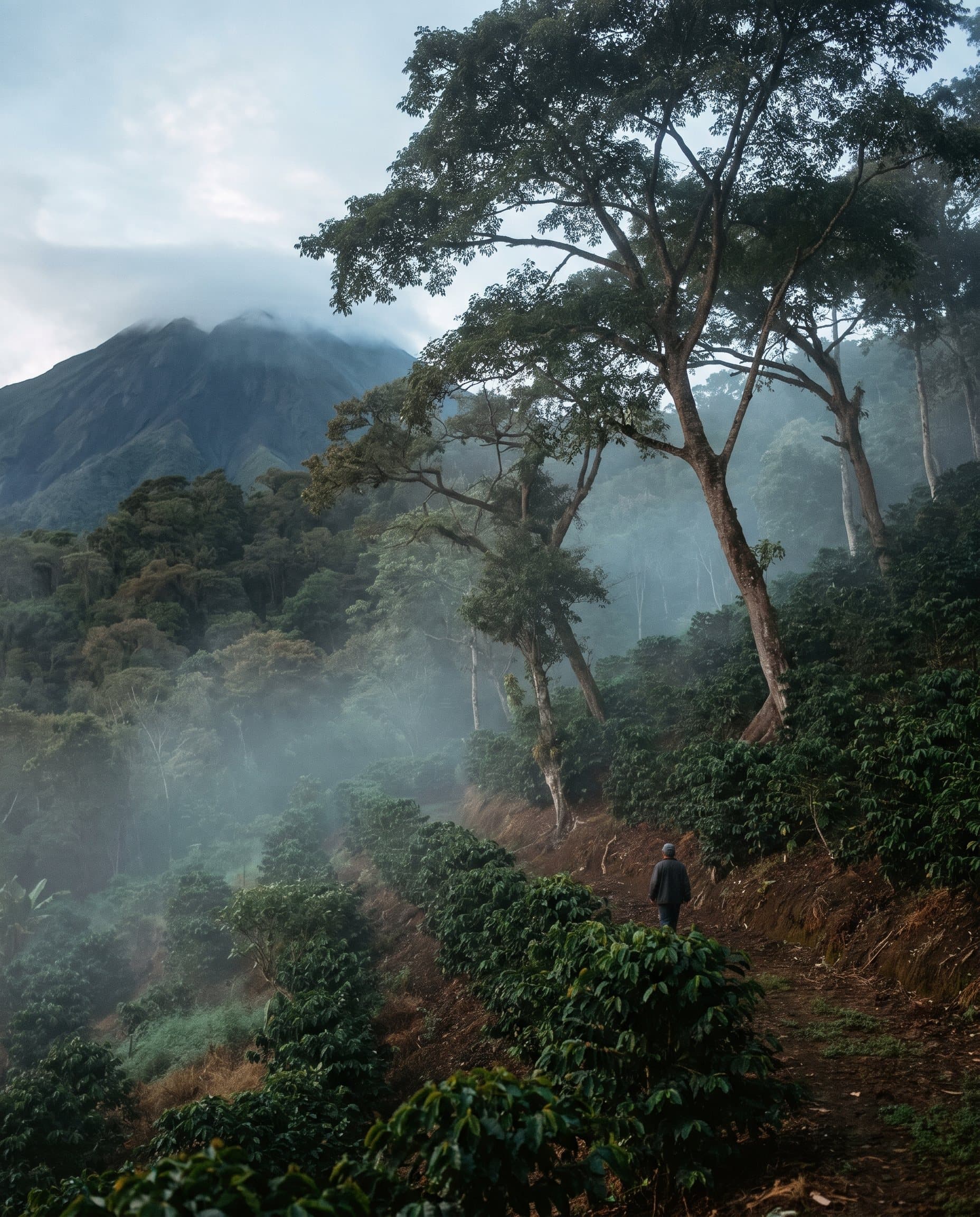 Rows of coffee bushes under tall shade trees on a misty slope, a volcano behind and one small figure walking a path