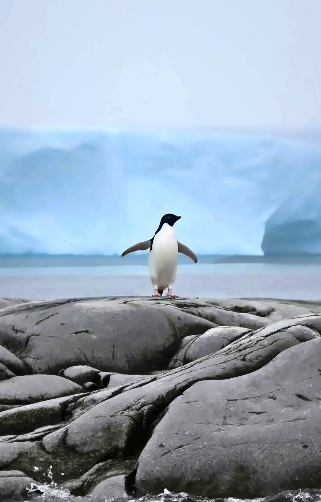 A penguin on a rock below an iceberg, Antarctic Peninsula