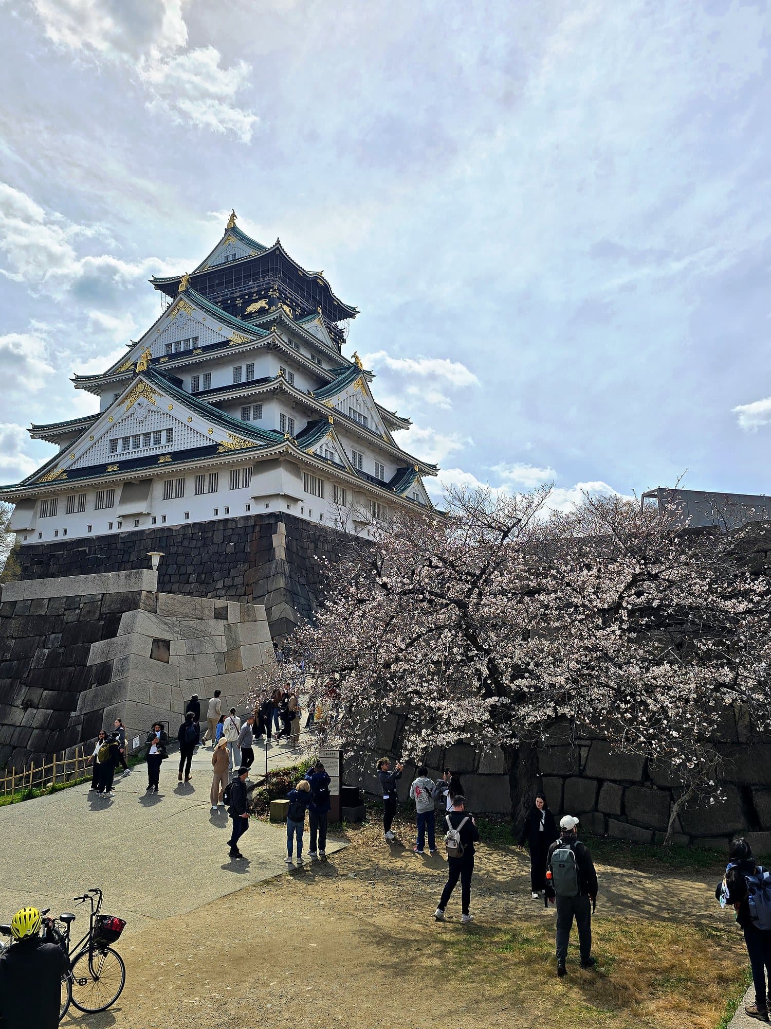 Osaka Castle above its stone walls with a cherry tree in blossom