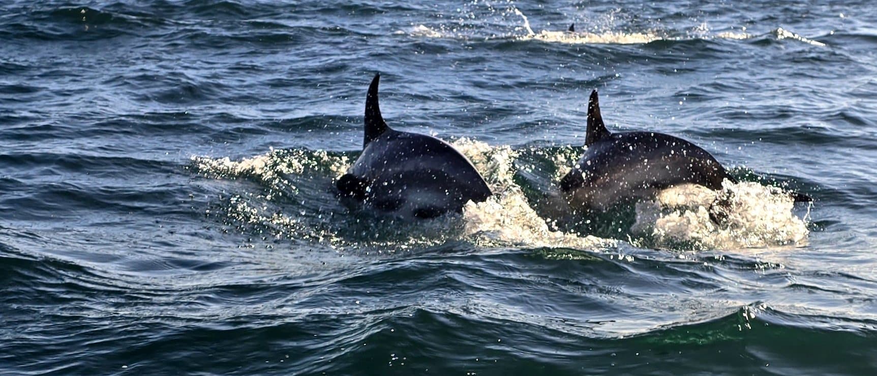 Two dolphins breaking the surface of a grey sea