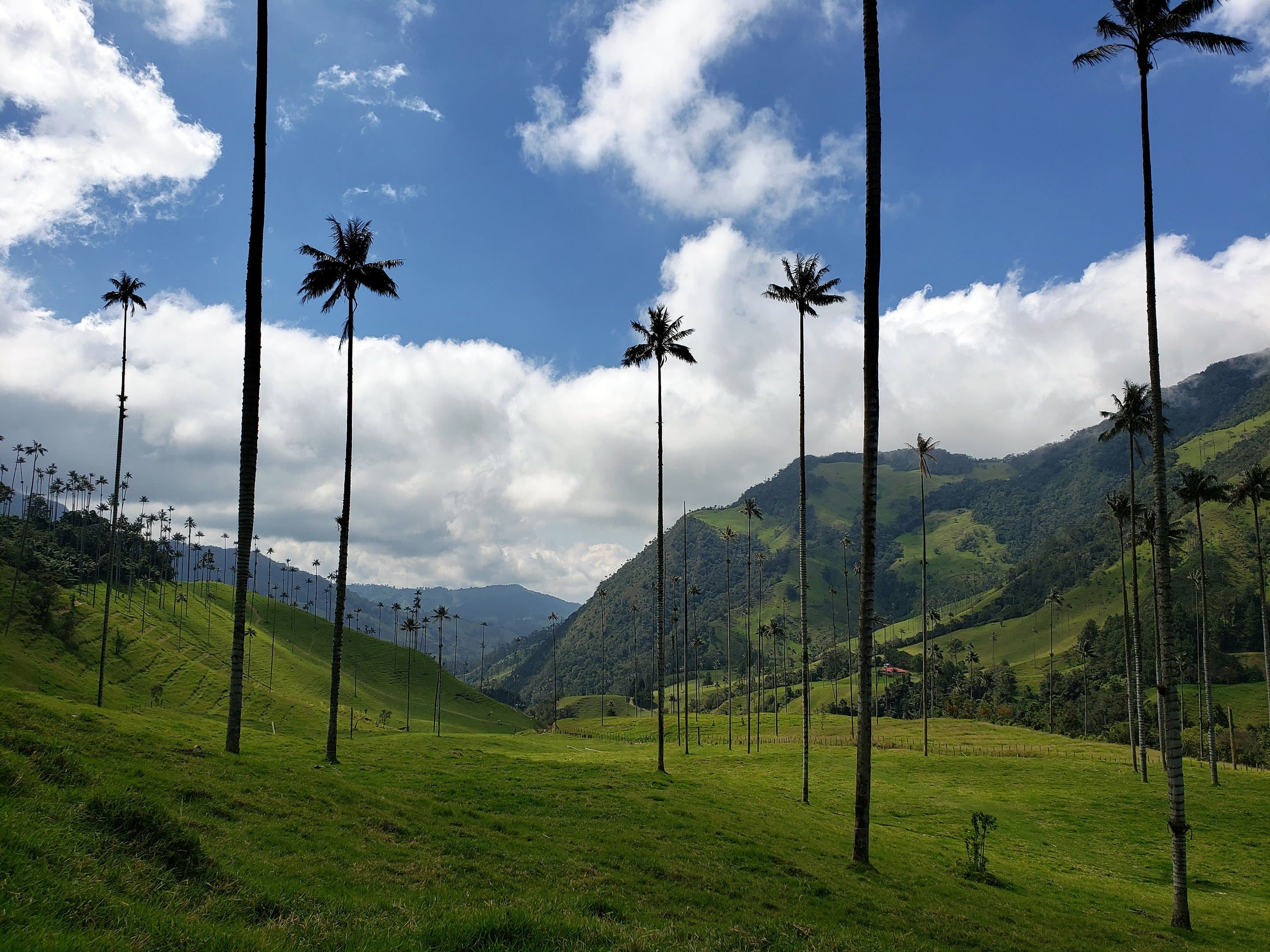 Tall wax palms standing over green hills, Cocora Valley