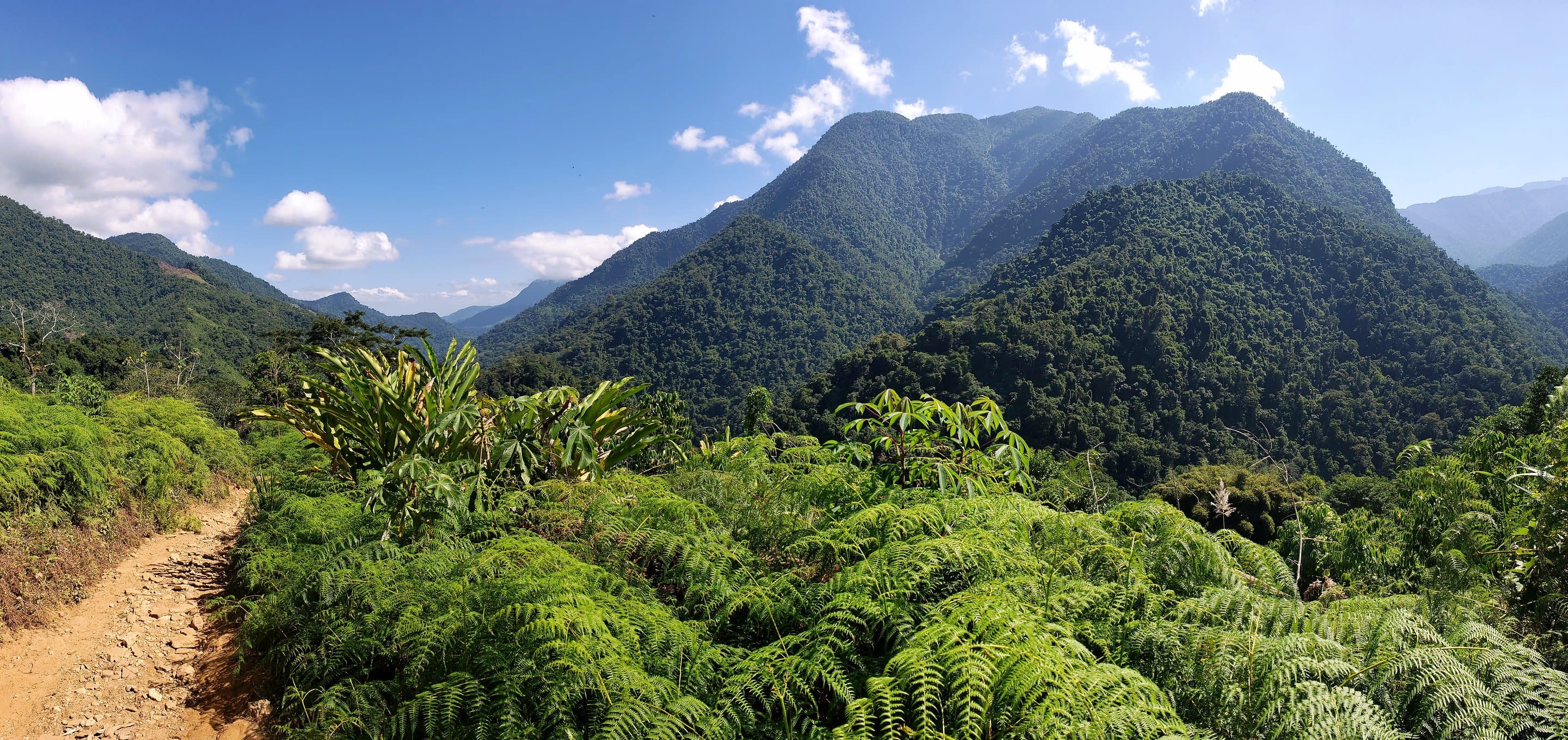 A trail edged with ferns leading into steep forested mountains under blue sky