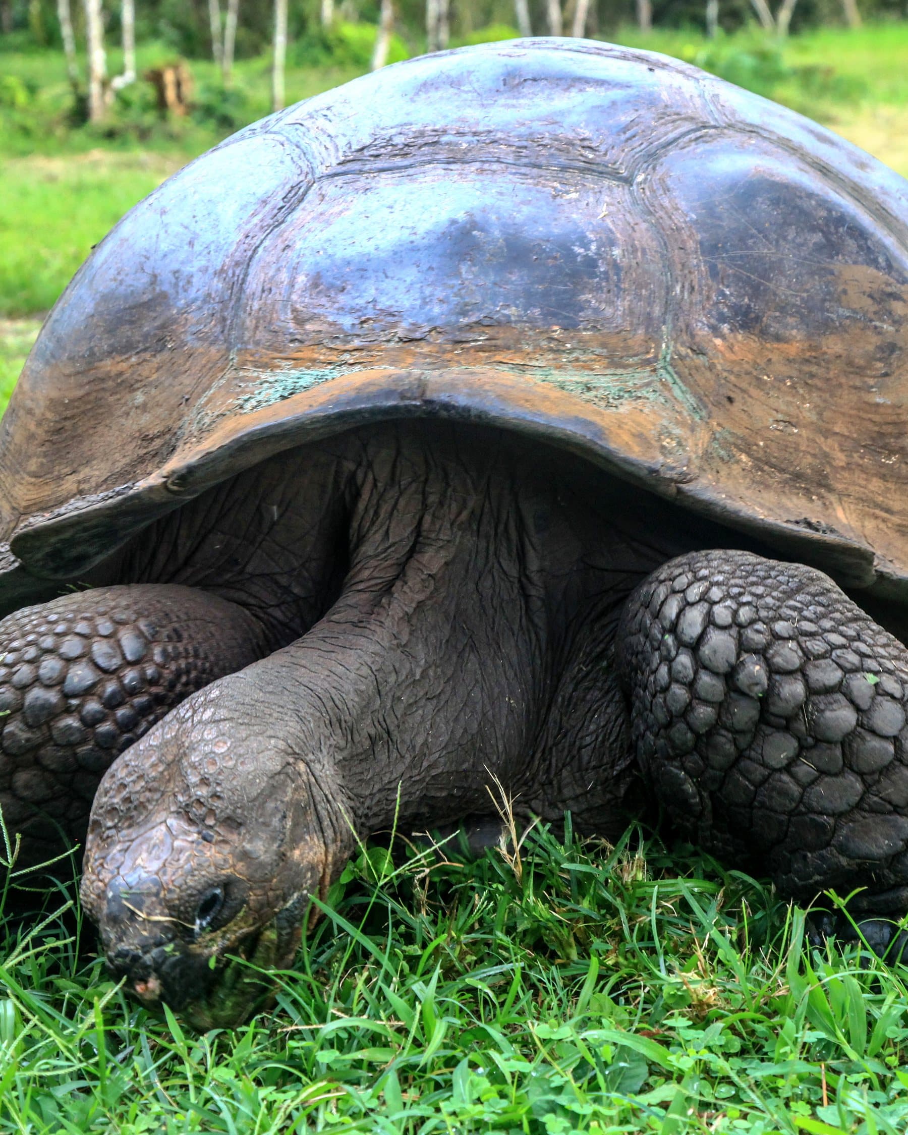 A giant tortoise grazing on green grass in the Galapagos highlands