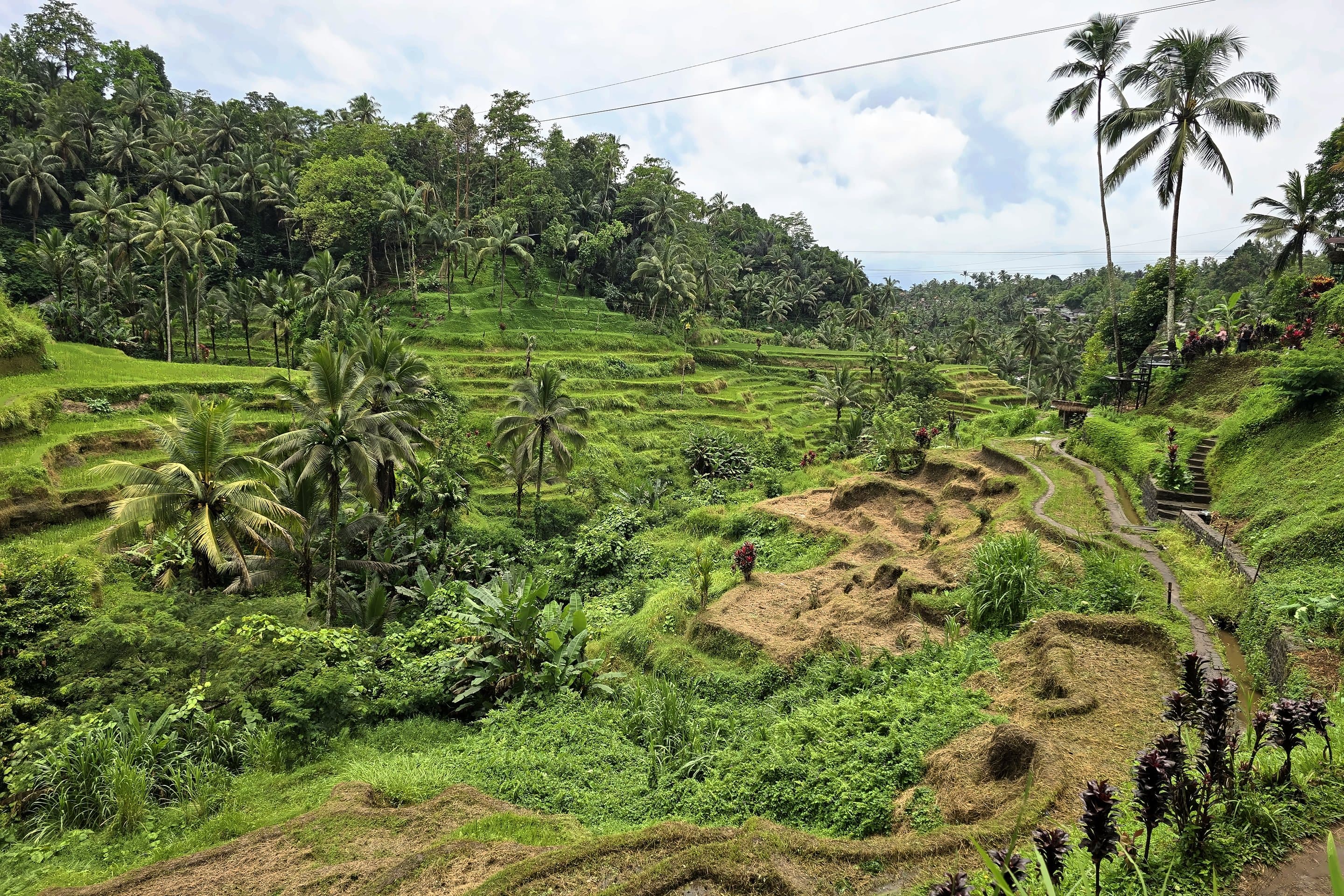 Stepped green rice terraces and coconut palms with a footpath, Bali