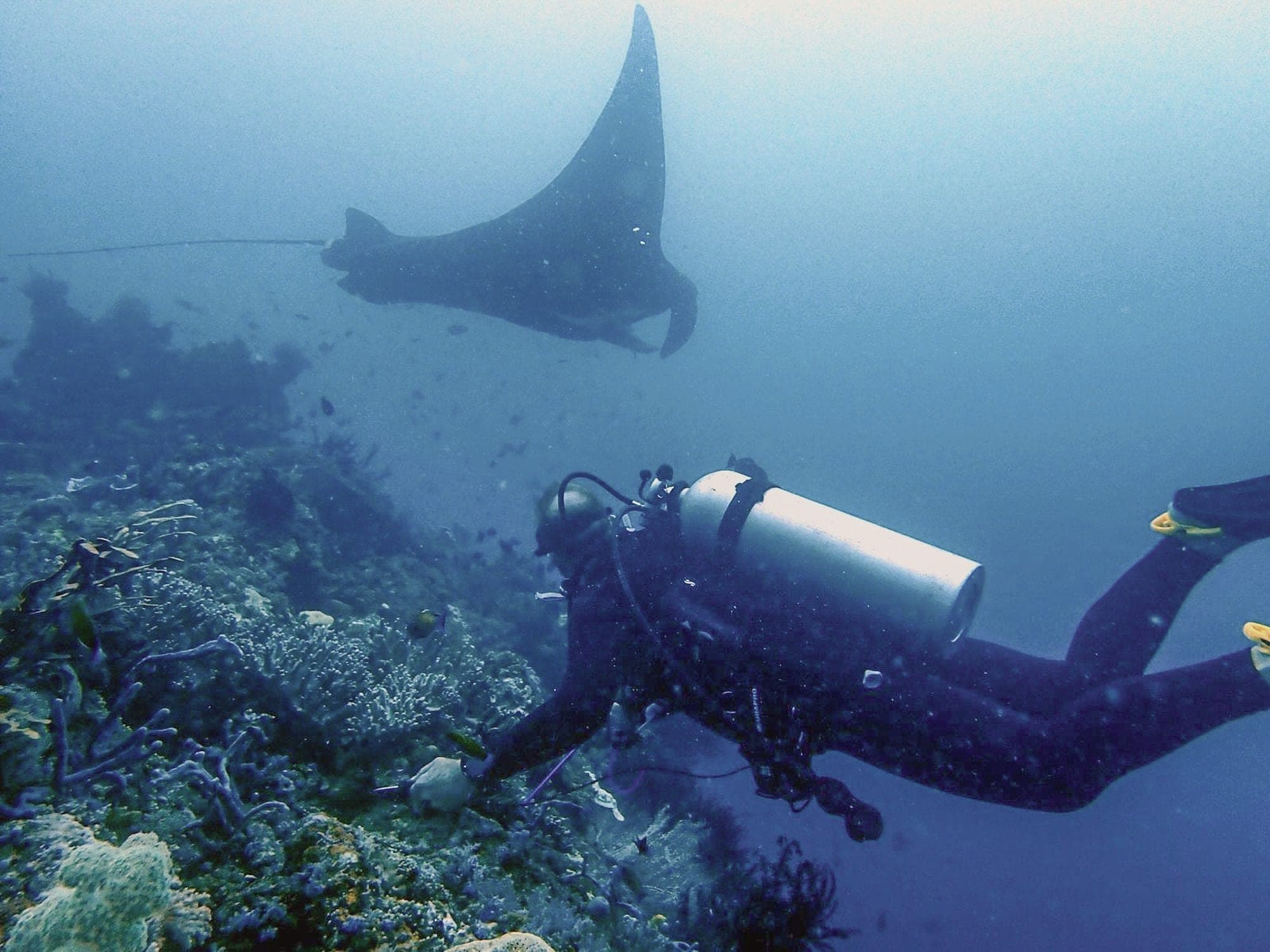 A manta ray gliding over a diver in Raja Ampat