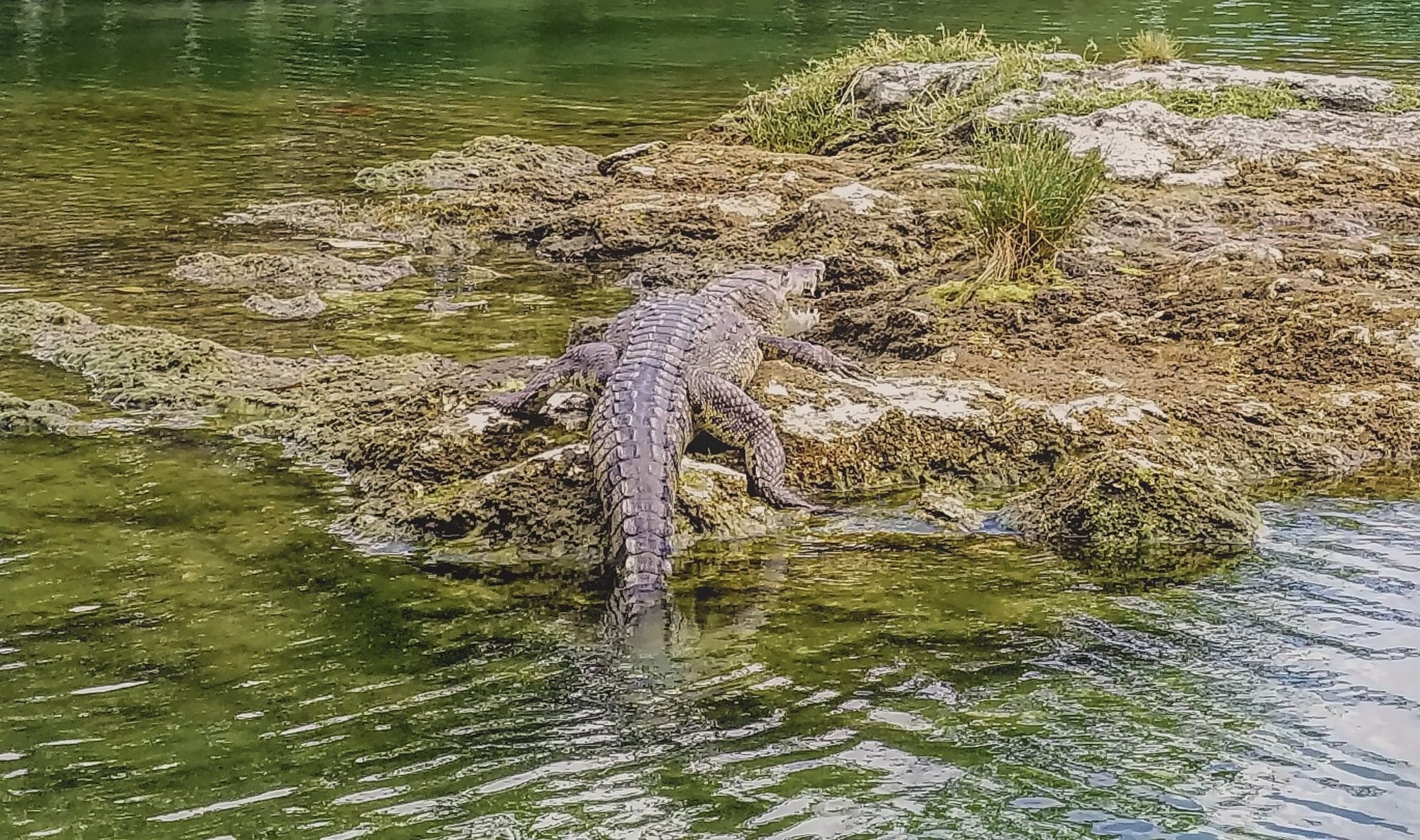 A crocodile basking on a rock in the Mayakoba lagoons
