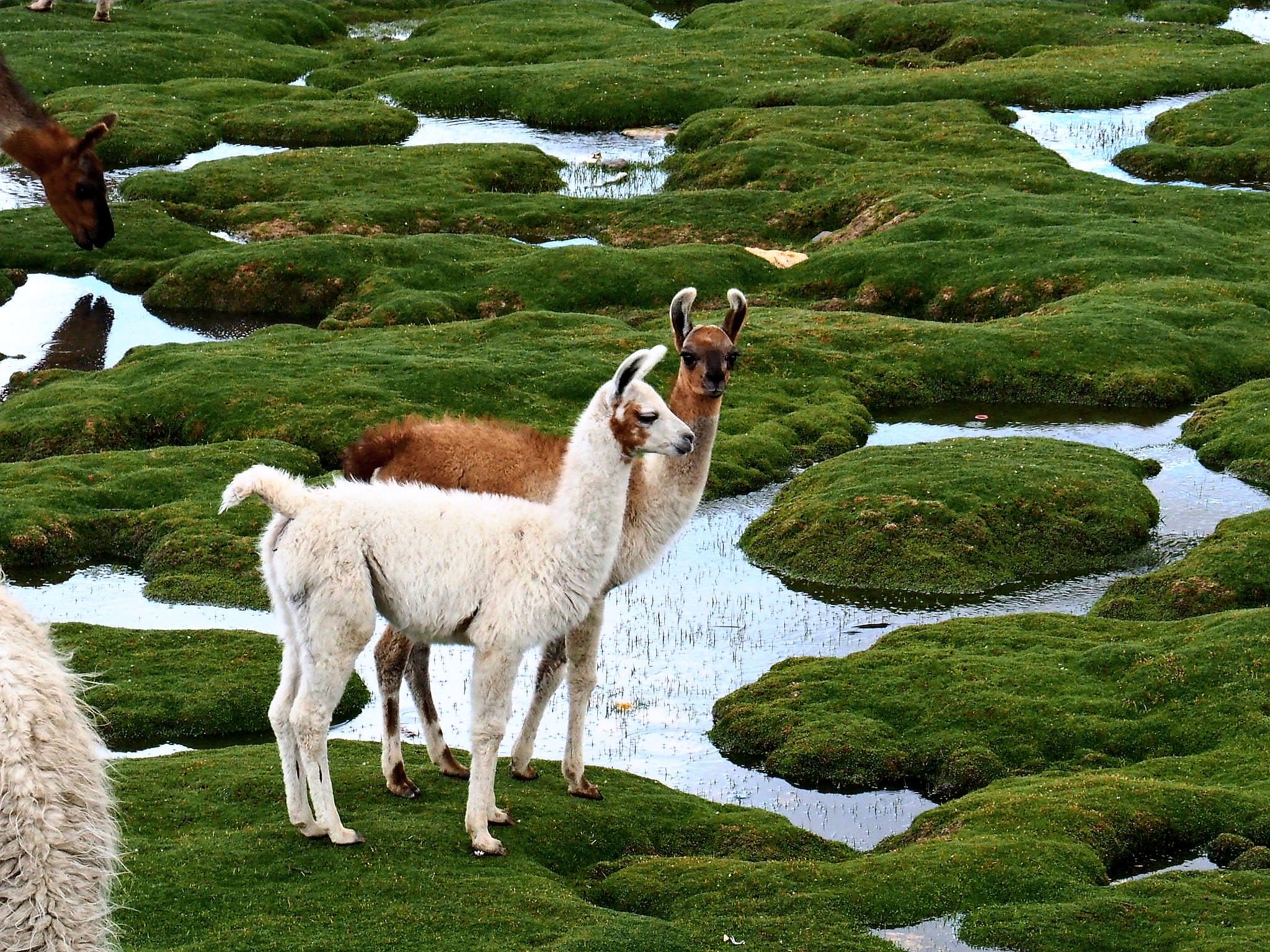 A llama and its young among green wetland tussocks