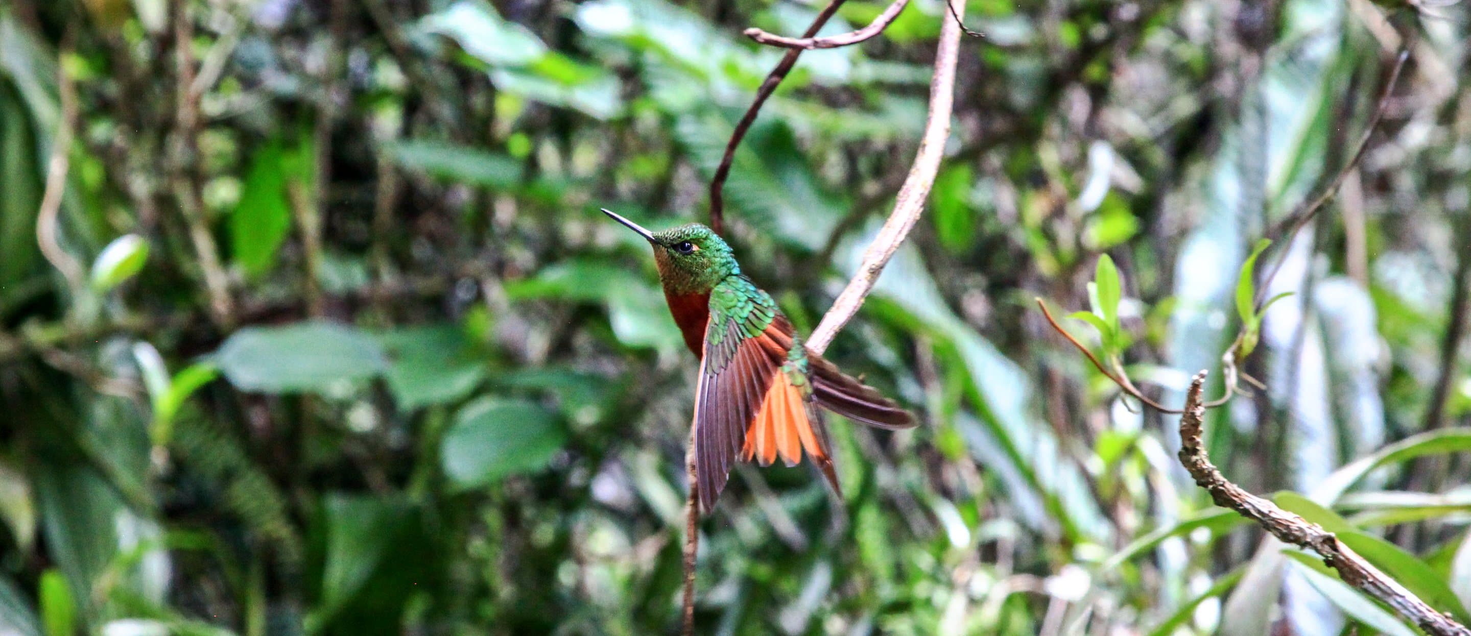 A hummingbird with rufous wings hovering among green leaves