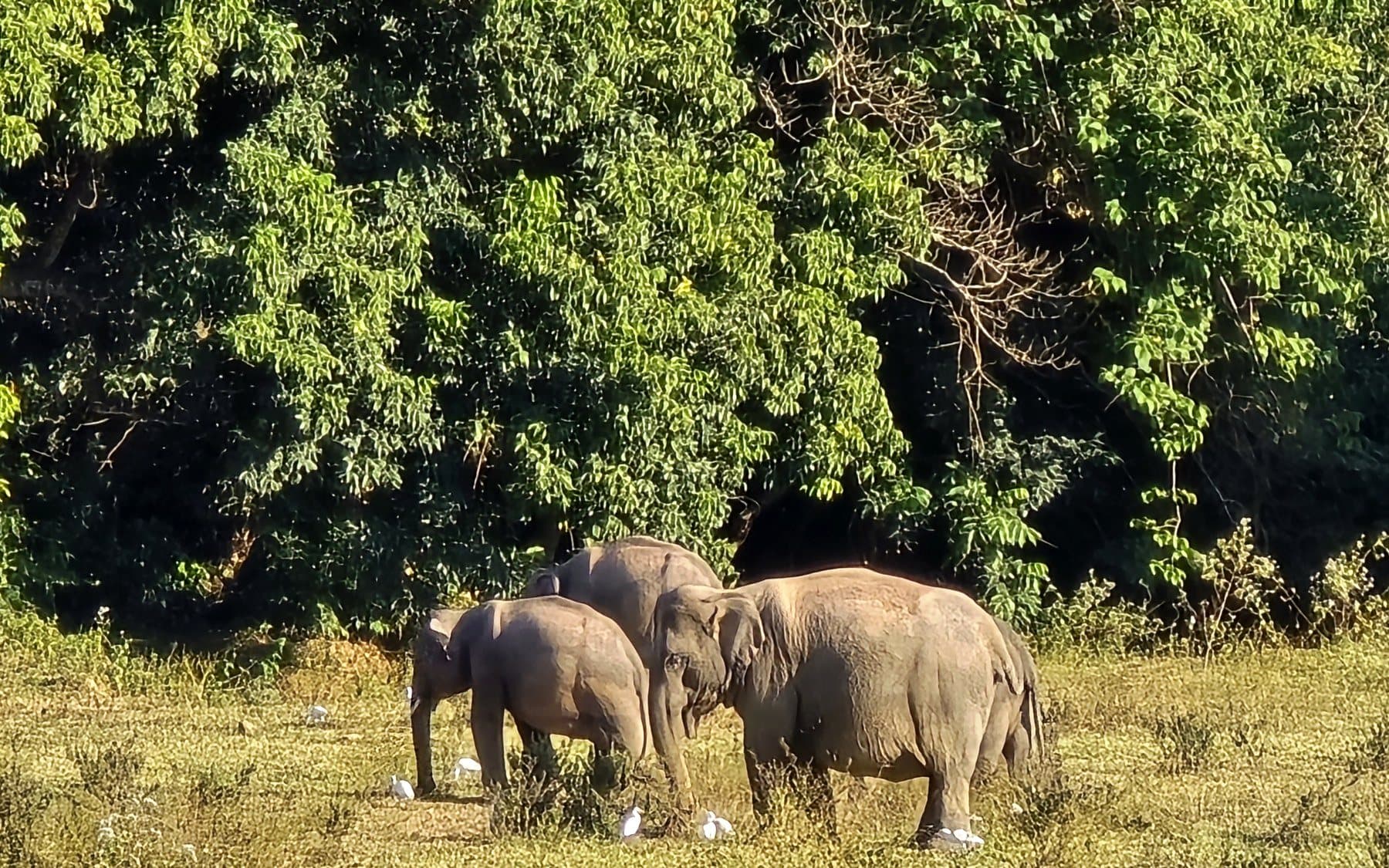 Wild elephants, a mother and calf, grazing at the edge of the forest, Thailand