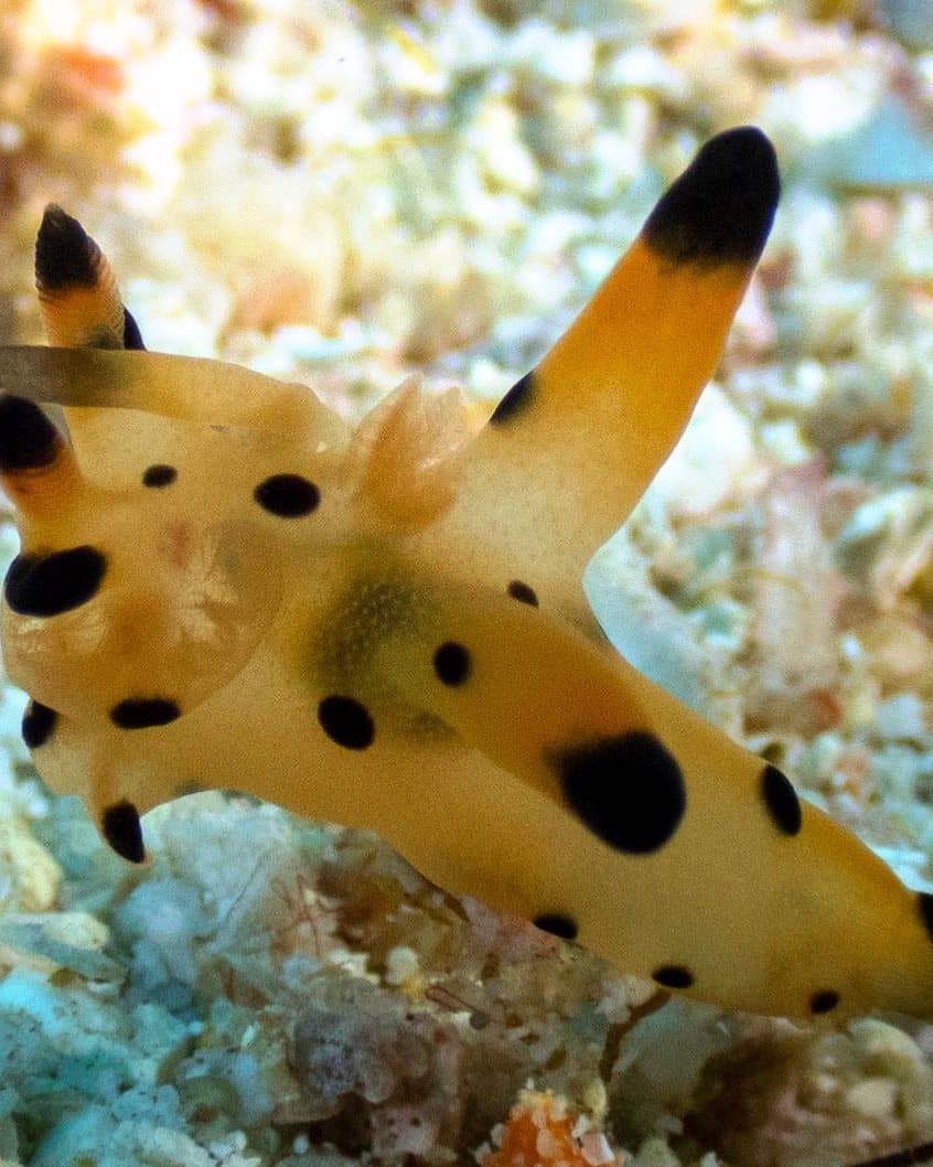 A nudibranch on the reef in Raja Ampat