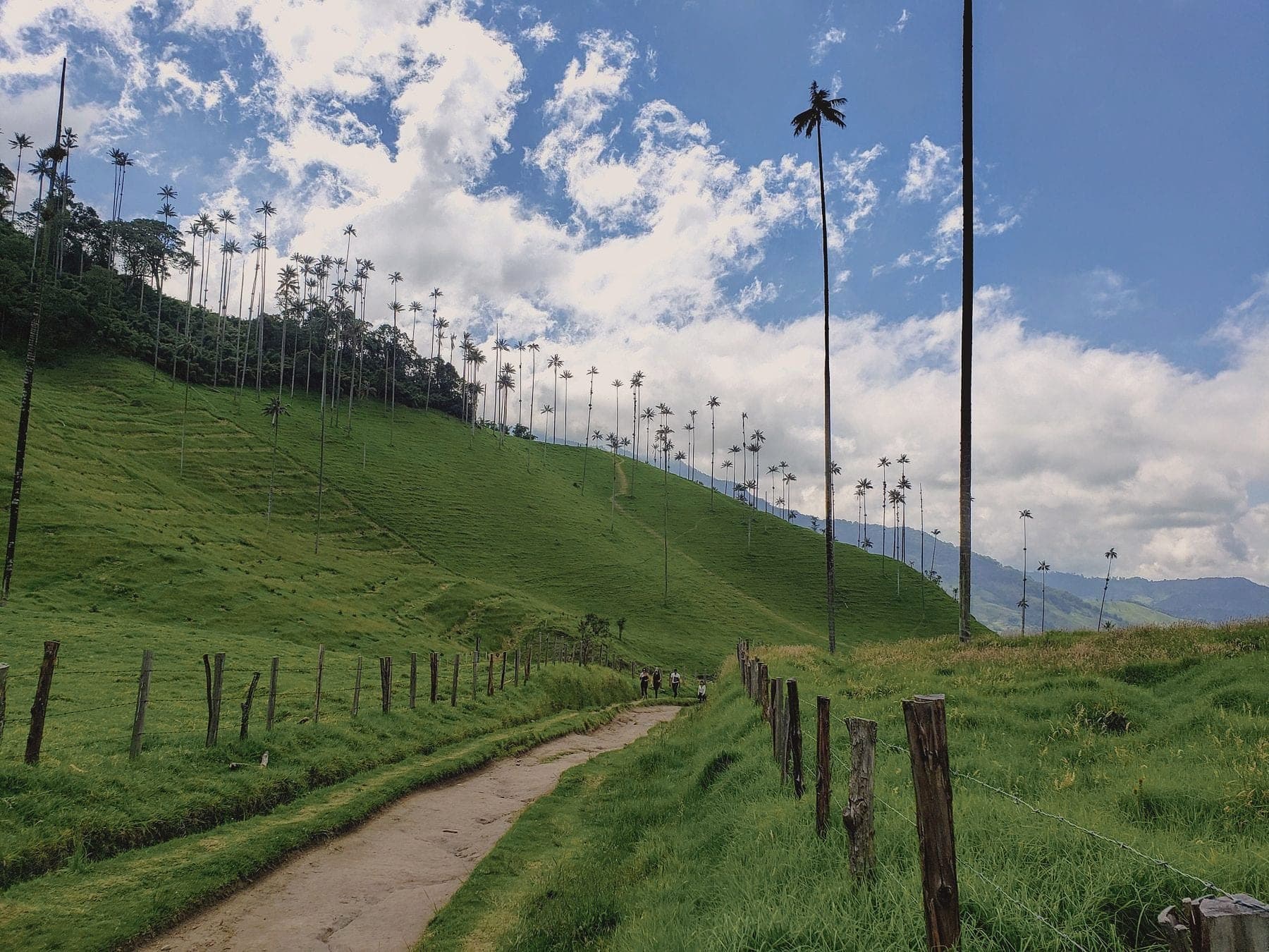 A path through green hills under tall wax palms in the Cocora Valley