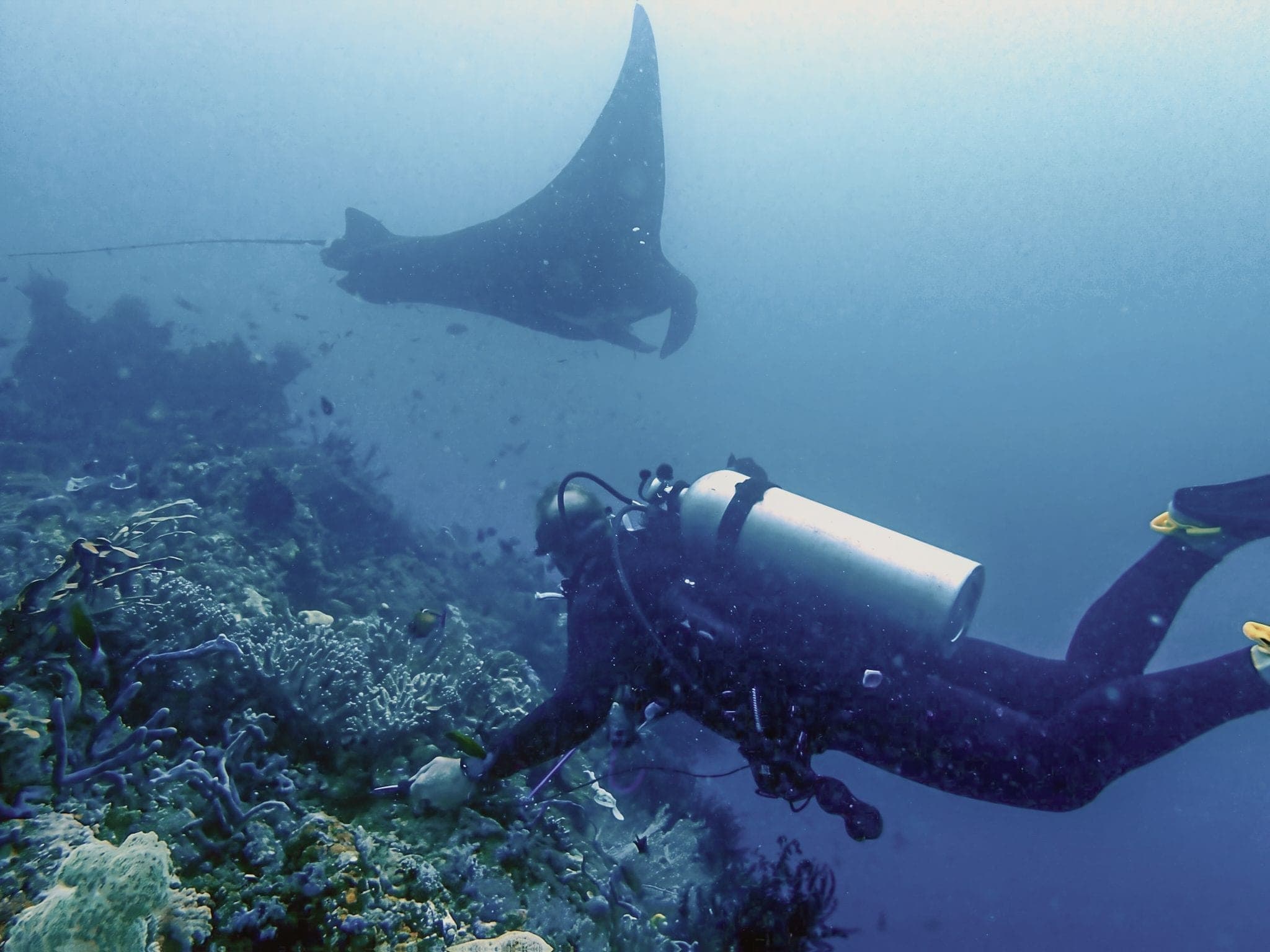 A manta ray gliding over a diver on the reef